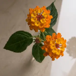 Vibrant orange and yellow flower cluster