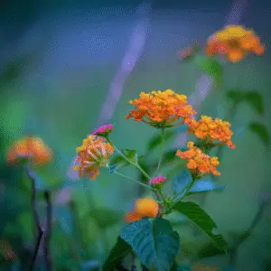 Vibrant orange and pink flower clusters