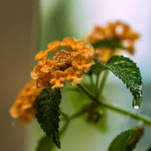 Orange flowers with water droplets