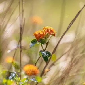 Colorful flowers among green foliage
