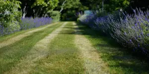 Lavender (11)
