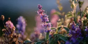 Lavender (4)