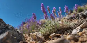 Lavender (7)