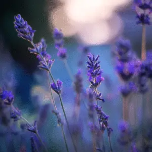 Lavender (Lavandula angustifolia) Purple Flower