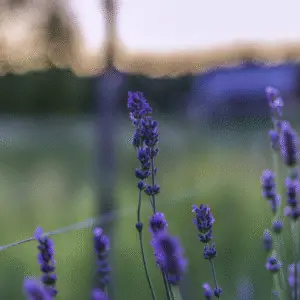 Lavender (Lavandula angustifolia) Purple Flower