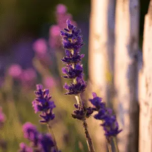 Lavender