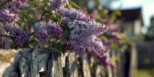 Lilac sprays over rustic fence, mixed purple shades.