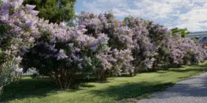 Lilac (3)