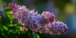Lilac (5)