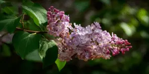 Lilac (8)