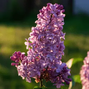 Lilac (Syringa vulgaris) Flower plant