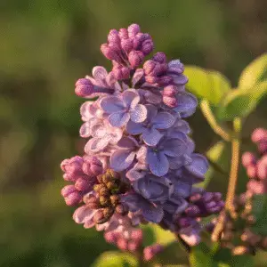 Lilac (Syringa vulgaris) Flower plant