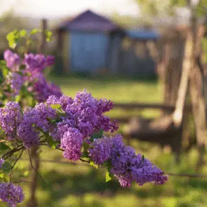 Lilac (Syringa vulgaris) Flower plant