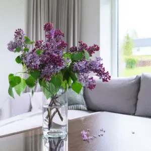 Lilac (Syringa vulgaris) Flower plant