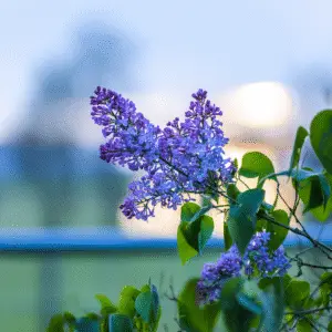 Lilac