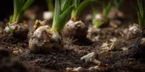 Lily bulbs sprouting in soil, fresh green shoots.