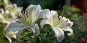 Lily (4)