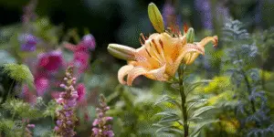 Lily (6)