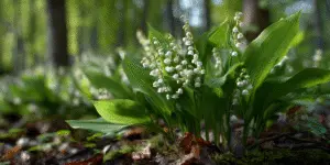 Lily of the Valley (2)