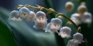 Lily of the Valley (5)