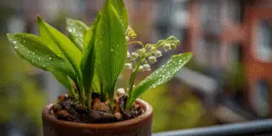Lily of the Valley (7)
