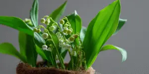 Potted lily of the valley, buds and bells, indoors.