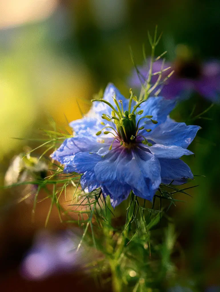 Love-in-a-mist bloom, blue petals, feathery bracts, backlight.