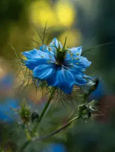 Love-in-a-Mist (2)