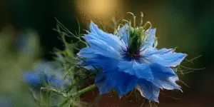 Love-in-a-Mist (3)