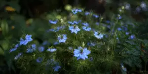 Love-in-a-mist patch, many blue flowers, lacy leaves.