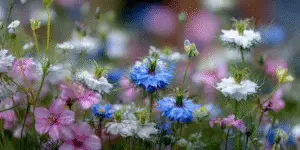 Love-in-a-Mist (8)