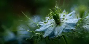 Love-in-a-Mist (9)