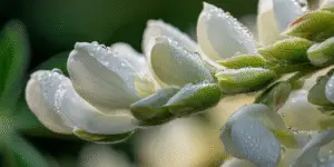 Lupine (13)