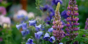 Lupine