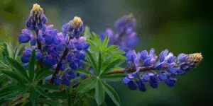 Lupine