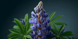 Lupine (7)