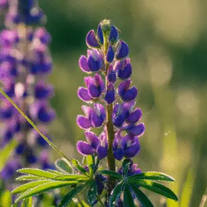 Lupine