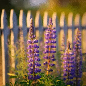 Lupine (Lupinus polyphyllus hybrids) Flower