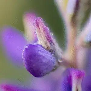 Lupine