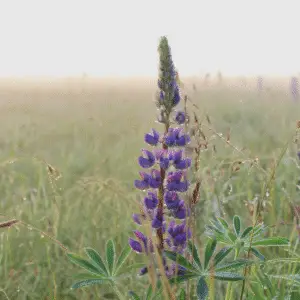 Lupine
