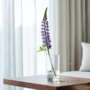 Lupine (Lupinus polyphyllus hybrids) Flower
