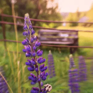 Lupine (Lupinus polyphyllus hybrids) Flower