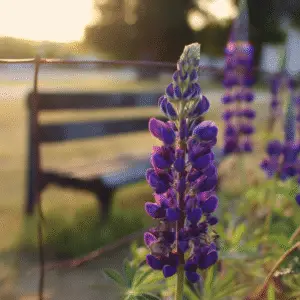 Lupine (Lupinus polyphyllus hybrids) Flower
