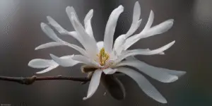 Magnolia (10)