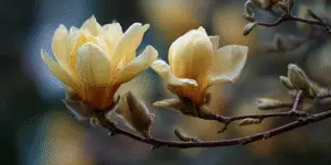 Magnolia (11)
