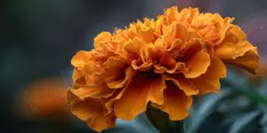 Marigold Flower
