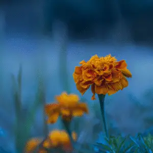 Vibrant marigold flower in blue background