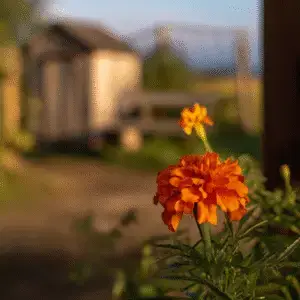 Vibrant marigold flower in garden