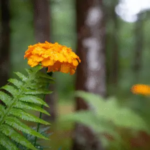 Bright marigold flower among ferns