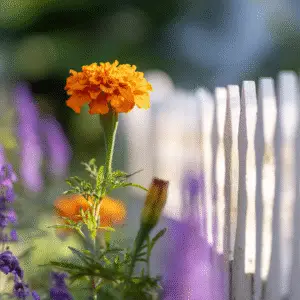 Bright marigold flower near fence